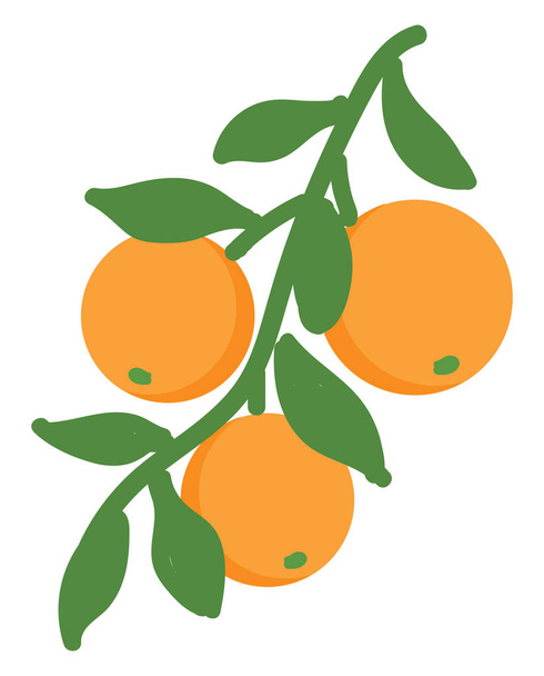 Oranje illustratie vector op witte achtergrond  - Vector, afbeelding