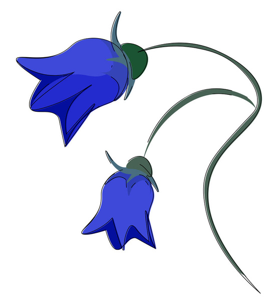 A beautiful painting of a two bright blue bellflowers vector color drawing or illustration - Vector, Image