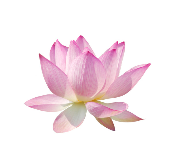 Beautiful lotus - Foto, Bild