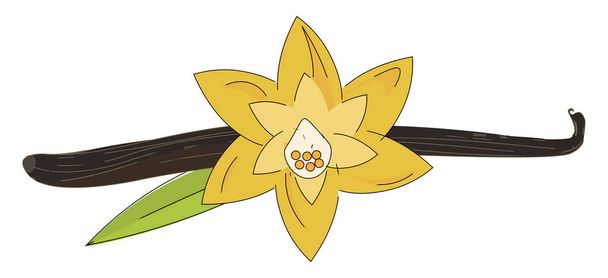 Una hermosa flor de vainilla amarilla con dibujo de color de vector de hoja verde o ilustración
 - Vector, Imagen