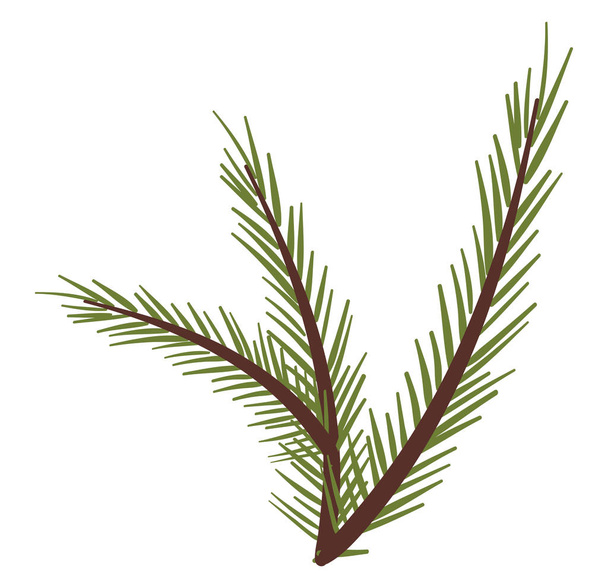 Big branches of a spruce tree vector or color illustration - Vektor, kép