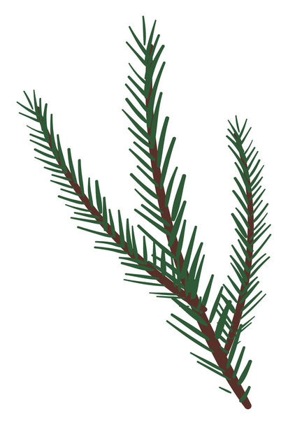 Gałęzie wektor drzewa świerkowego lub kolor ilustracji - Wektor, obraz
