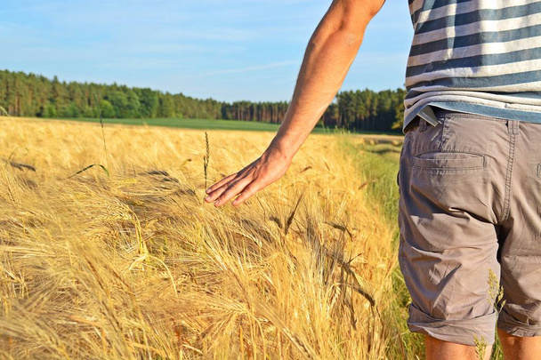 kävellen pellon halki kädestä viljaan
 - Valokuva, kuva