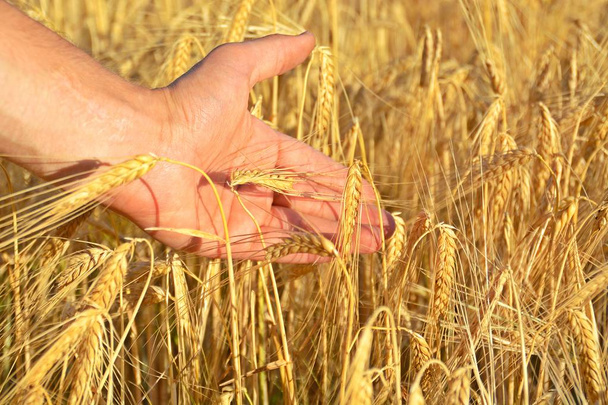 durch ein Feld gehen und die Hand in das Getreide halten - Foto, Bild