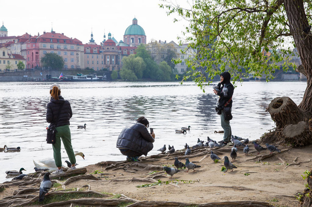 City Prague, Republika Czeska. Ppeople karmić ptaki na rzece - Zdjęcie, obraz