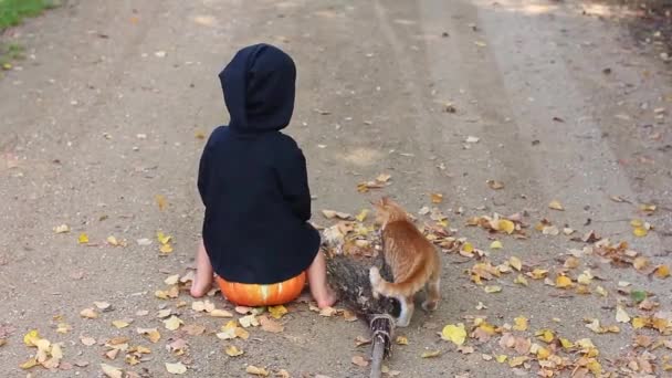 child in black sorcerer or witch suit with broom sits on pumpkin, ginger kitten plays with him then run away, child follow him, halloween holidays  - Footage, Video