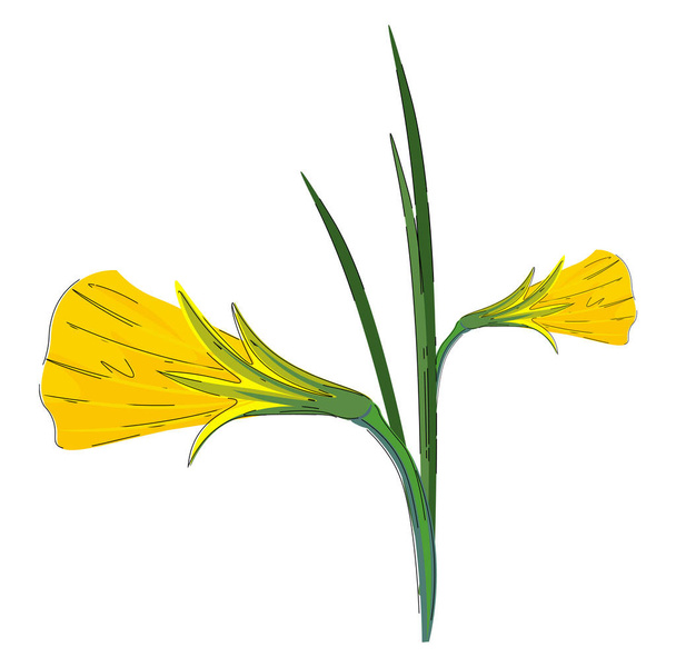 Clipart van een plant met bloemen bloeide als gouden klokken vector - Vector, afbeelding