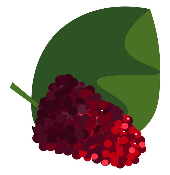 Ένα μάτσο φρούτα της μουριάς σε ένα ευρύ διάνυσμα πράσινο φύλλο ή χρώμα i - Διάνυσμα, εικόνα