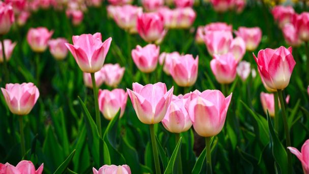 Blooming tulips. Beautiful spring and summer background. Place to insert text. Spring flowers. - Fotografie, Obrázek