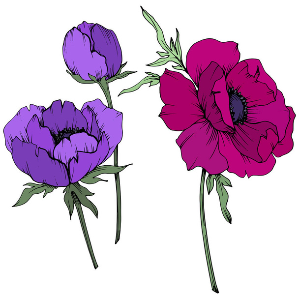 Vector Anemone floral botanical flowers. Black and white engraved ink art. Isolated anemone illustration element. - Vektör, Görsel