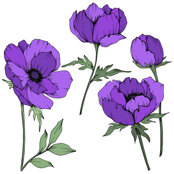 Fiori botanici floreali Vector Purple Anemone. Inchiostro inciso in bianco e nero art. Elemento di illustrazione anemone isolato
. - Vettoriali, immagini