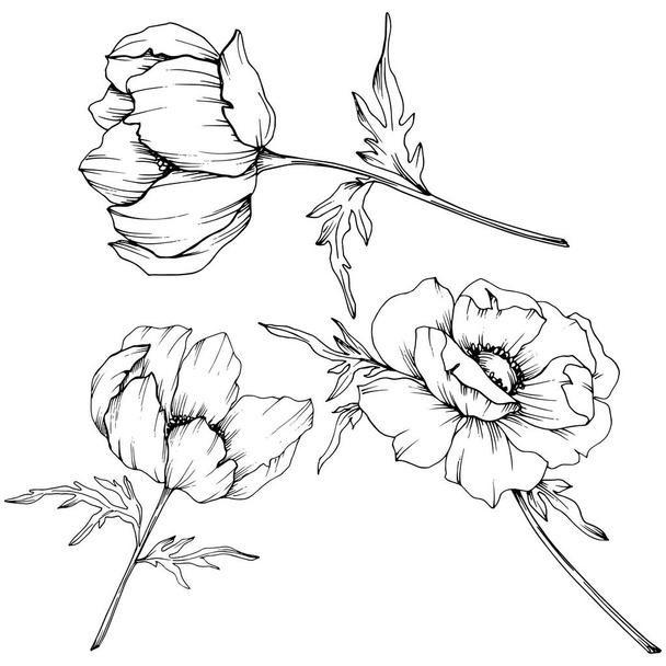 Vector Anemone floral botanical flowers. Black and white engraved ink art. Isolated anemone illustration element. - Vektor, kép
