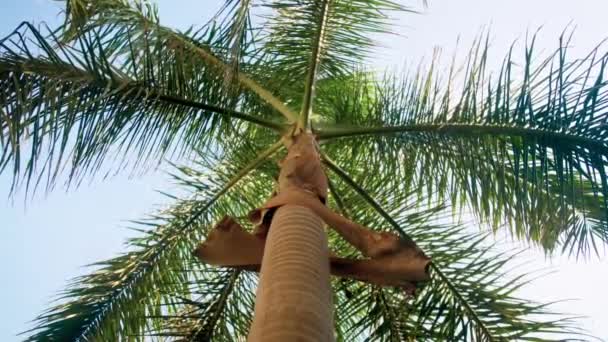 materiał 4K patrząc od ziemi na wysokie palmy zyć na tropikalnej wyspie - Materiał filmowy, wideo