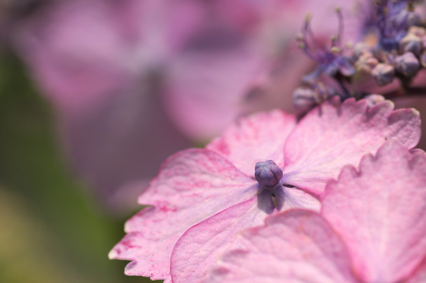 Fleurs d'hortensia roses et violettes
 - Photo, image