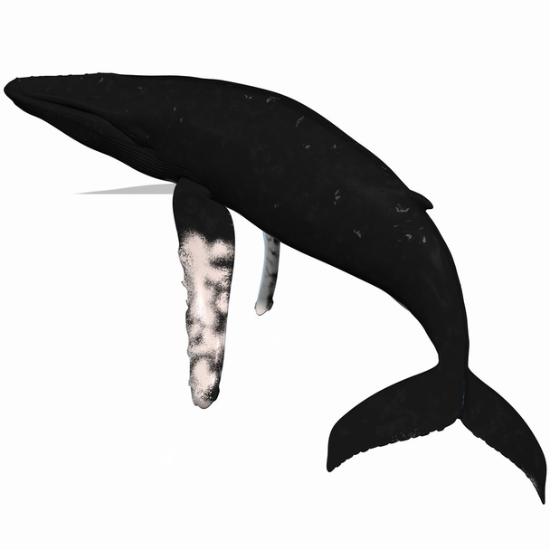 Humpback Whale - Zdjęcie, obraz