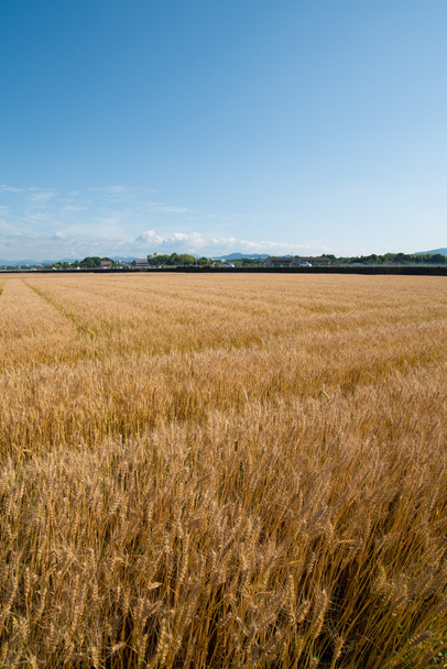 wheat field - Photo, Image