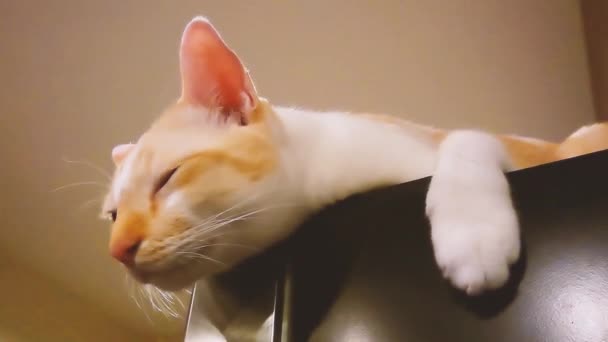 Fehér aranyos macska alszik -on hűtő Hd videó.Aranyos macska hazudik - Felvétel, videó