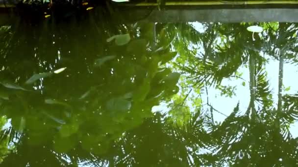 Carpa de oro, carpa espejo o peces koi nadando en el estanque.Peces en un acuario.Jardín con estanque y peces nadando video HD
 - Metraje, vídeo