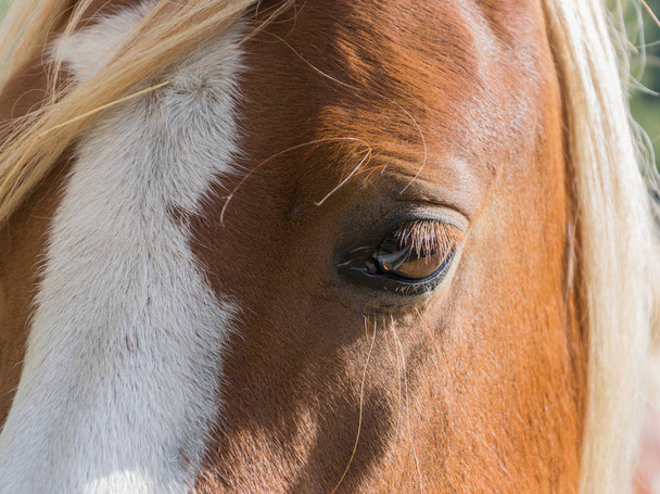 Huge eyes of a beautiful bay horse. - Photo, Image