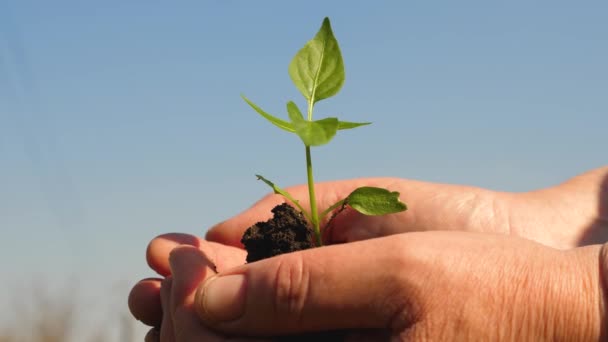 jonge Sprout in handen van de boer. tuinders handen houden een groene zaailing in hun handpalmen tegen de hemel. zoete peper Sapling close-up. milieuvriendelijke Sprout. ecologisch schone planeet - Video