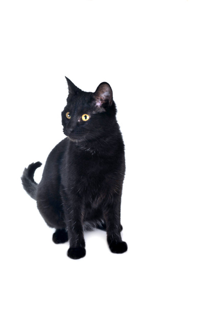 Black cat - Zdjęcie, obraz