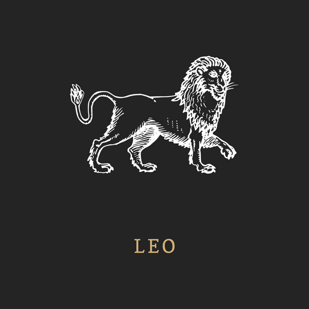 Leo zodiac symbol, hand drawn in engraving style. Vector graphic retro illustration of astrological sign Lion. - Διάνυσμα, εικόνα