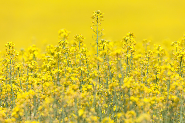 canola κίτρινο λουλούδι - Φωτογραφία, εικόνα