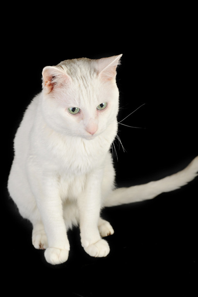 White domestic cat - Фото, изображение