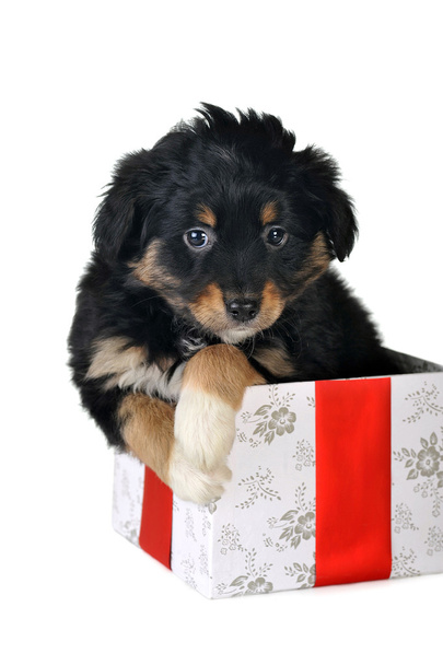 Puppy and gift box - Valokuva, kuva