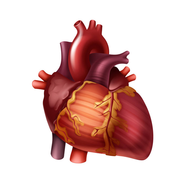 Vector rood gezond menselijk hart met slagaders close-up vooraanzicht geïsoleerd op achtergrond - Vector, afbeelding
