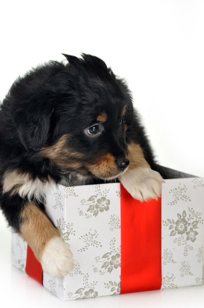 Puppy and gift box - Fotoğraf, Görsel