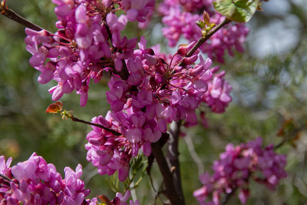 Fondo floreciente flor rosa. Floración decorativa japonesa rama de cerezo en el jardín de primavera, imagen macro con copyspace y hermoso bokeh
. - Foto, imagen