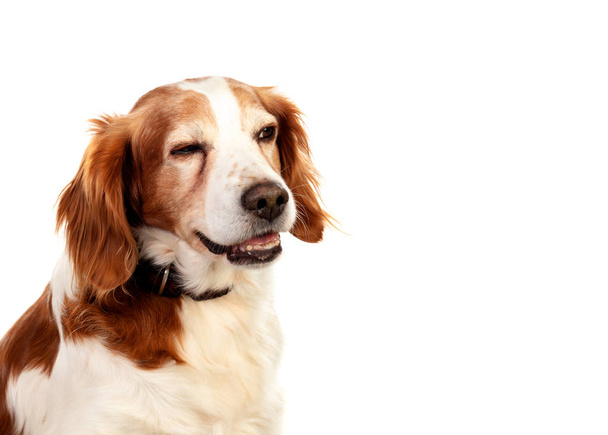 Piękne portrety psa - Zdjęcie, obraz