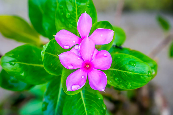 ピンクのシクラメン、可変パターンの葉と雨滴の水によって濡れた花びら。その多年生の開花植物、家族プリムラセアの種。主にヨーロッパと地中海盆地とイランで見られる. - 写真・画像