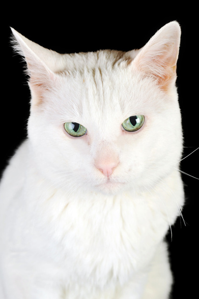 White domestic cat - Фото, изображение