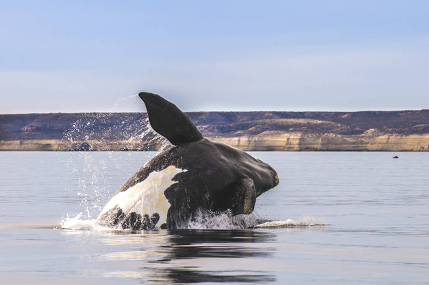 Comportamento de baleias francas do sul, Puerto Madryn, Patagônia
 - Foto, Imagem