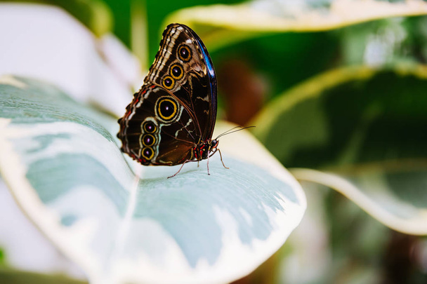 Tropical butterfly sitting on the leaf. Close up image. - Valokuva, kuva