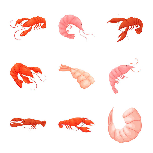 Vector illustration of shrimp and crab logo. Collection of shrimp and sea stock vector illustration. - Vektör, Görsel