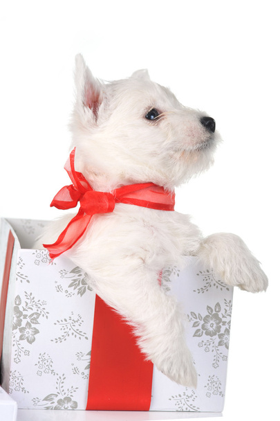 White puppy with ribbonin gift box - Valokuva, kuva