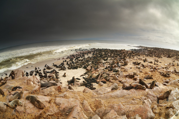 Colonia di foche atlantiche
 - Foto, immagini