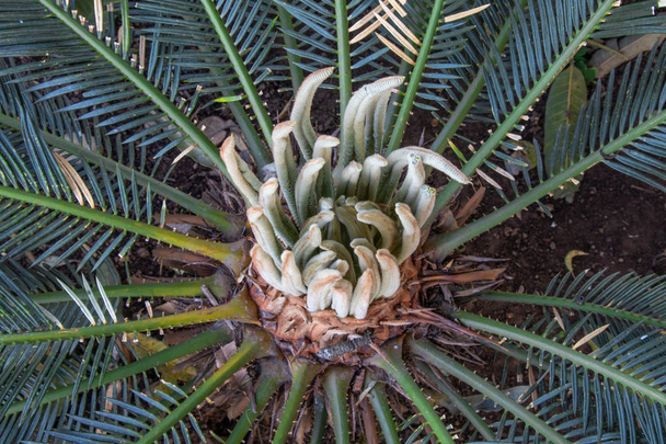 SAGO Palm, Cycas plant bud cones converting into new leafs - Photo, Image