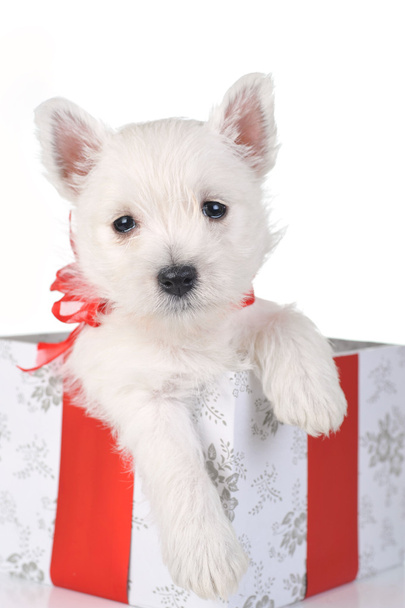 Cute puppy in present box - Valokuva, kuva