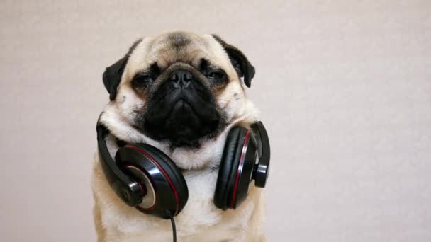 Müzik dinlerken büyük kulaklıklar komik pug köpek Portresi - Video, Çekim