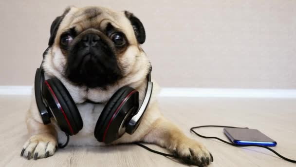 Sorprendido, preocupado, perro pug divertido se encuentra en los auriculares escuchando música
 - Imágenes, Vídeo