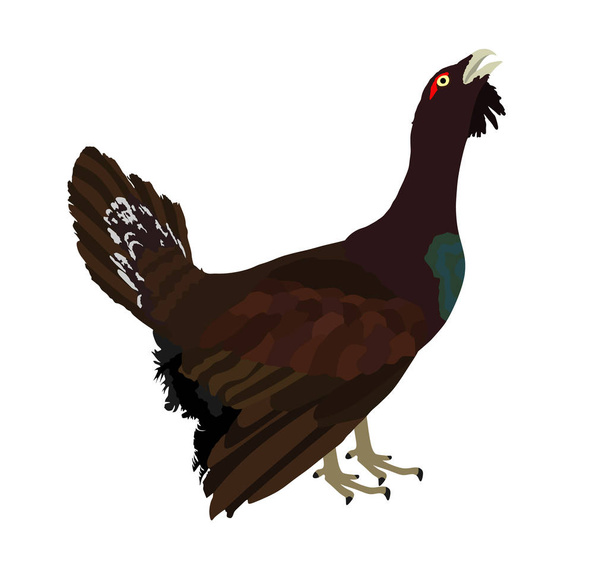 Wood grouse vector illustration. Heather cock or capercaillie wildfowl. Blackcock or heath cock. Bird from forest.  - Vector, imagen