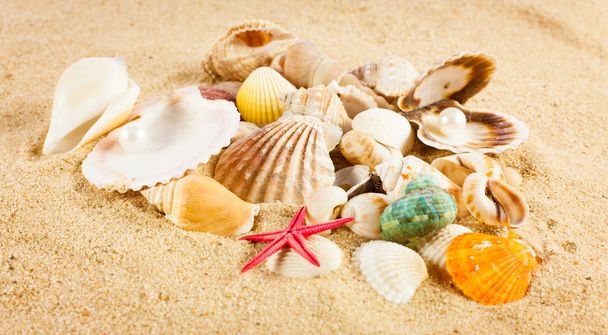 pearl on the seashell . The exotic sea shell . Treasure from the - Foto, Imagen