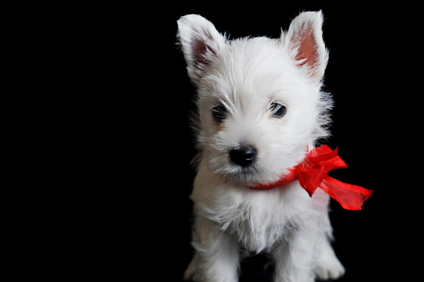 White puppy with red ribbon - Zdjęcie, obraz