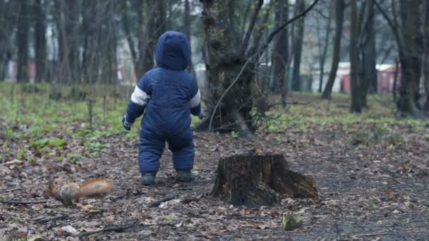Sıcak tulumlu küçük çocuk ormanda yürür ve kırmızı sincabı yakalamayı dener. - Video, Çekim