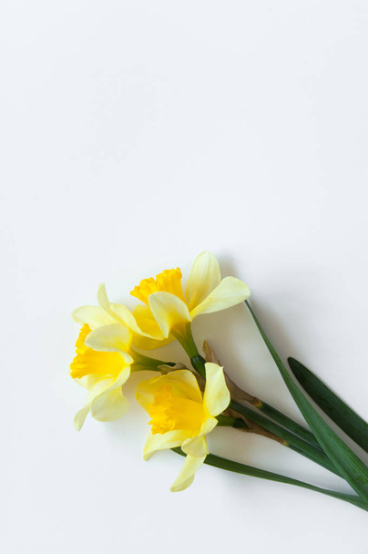 Κίτρινη Νάρκισσος Λουλούδια σε ένα ελαφρύ λευκό φόντο.Συγχαρητήρια χλωρίδα φόντο για την ευχετήρια κάρτα. - Φωτογραφία, εικόνα