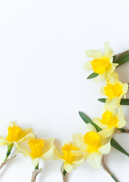 薄白色の背景に黄色い花を咲かせます。グリーティングカード用のお祝いの植物の背景. - 写真・画像